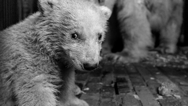 Viel zu früh: Eisbärbaby Fritz aus Berlin ist tot