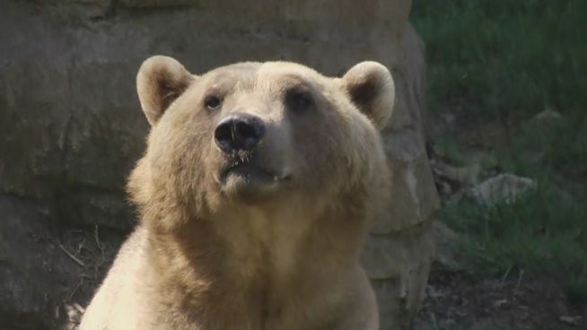 Osnabrück: Zoo trauert um Hybridbärin Tips