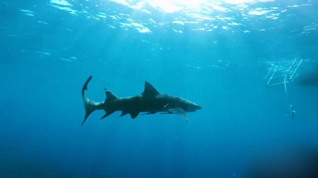 Gefährdete Meeresbewohner: Sind Haie Monster der Meere?