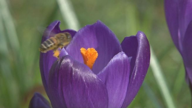 Blumen, Bienen, Bummler: Mini-Frühlingserwachen