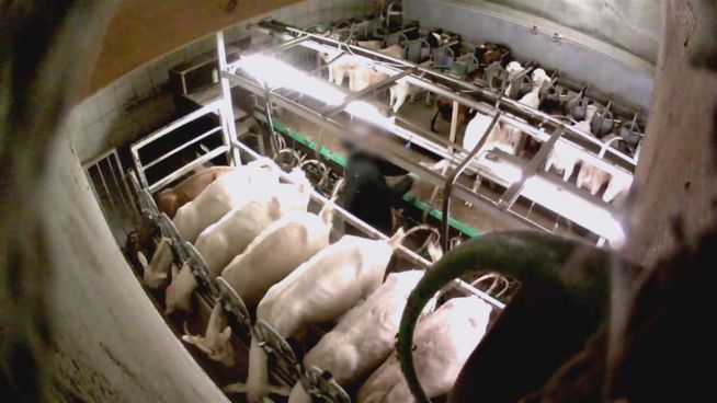 Skandal in NRW: Peta-Video zeigt gequälte Milchziegen