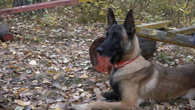 Russlands Rettungshunde: Auf der Suche nach Kindern