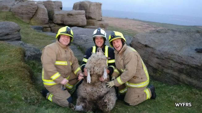 Eingeklemmt: Feuerwehr rettet Schaf aus Felsspalte