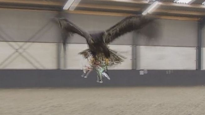 Niederländische Polizei testet Adler als Drohnenfänger