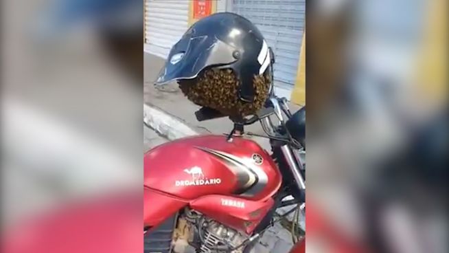 Schwarz-gelbe Überraschung: Bienen kapern Motorradhelm