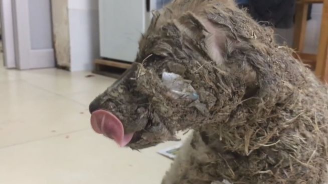 Fast zur Statue erstarrt: Hund in Leim getaucht
