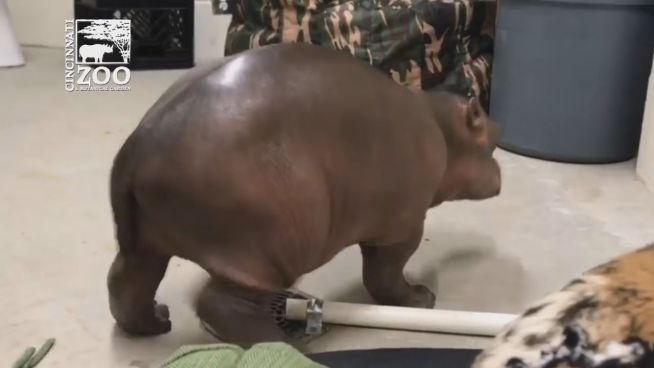 Tapsige Nachtwanderung: Baby-Hippos erste Schritte