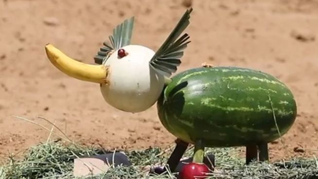 Leckere Überraschung: Zoo im Melonen-Rausch