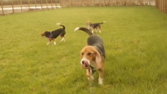 Vom Labor in die Freiheit: Hunde berühren erstmals Gras