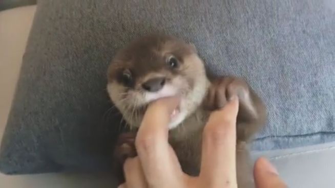 Tierisch süß: Baby-Otter wird von Menschen aufgepäppelt