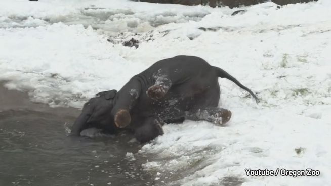 Eisiges Bad: Baby-Elefant flippt im Schnee völlig aus