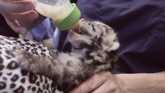 Süße Nebelparder-Babys: Zoo in Tacoma begrüßt Drillinge