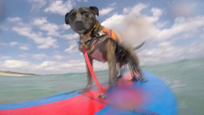 Surfende Hunde: Wellenreiten und Schwanzwedeln