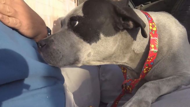 Nach Rettung: Dankbares Hundeweibchen gibt Küsschen
