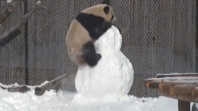 Niedlicher Kampf: Panda vs. Schneemann