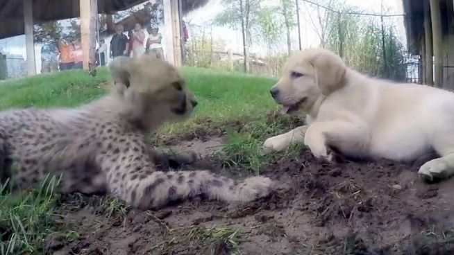 Tierische Buddies: Hundewelpe erzieht Geparden