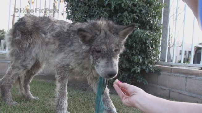 Wolfsmischling gerettet: So dankbar ist die junge Julia