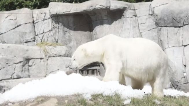 Erfrischung: Eisbären genießen eine Tonne Festival-Eis
