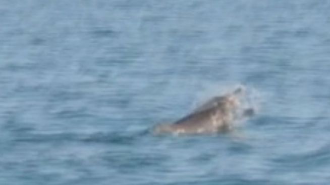 Tödliches Wurfspiel: Delfin auf Tintenfischjagd