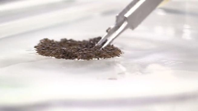 Irre: Ameisen bilden lebendiges Floß