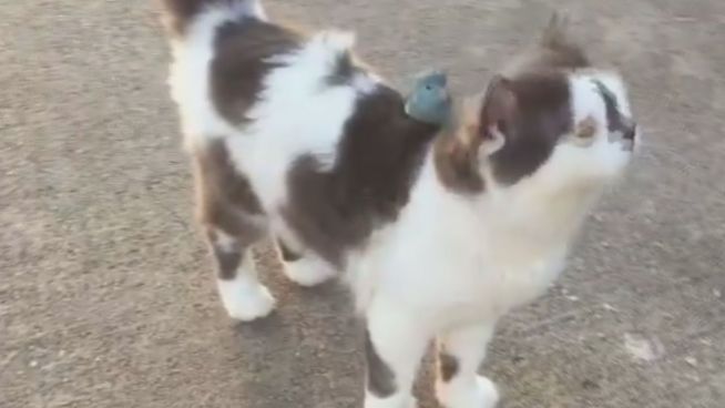 Schräges Duo: Diese Katze hat einen Vogel