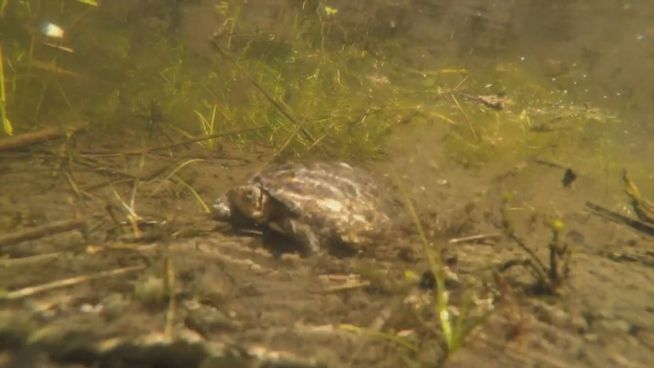 Niedlicher Nachwuchs: Hoffnung für die Sumpfschildkröte
