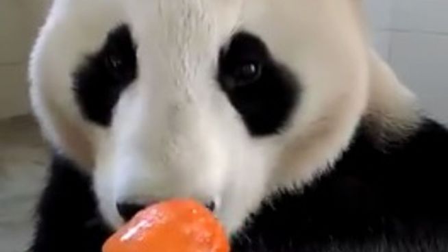 Gaumenschmaus: Panda lässt sich Eis am Stiel schmecken
