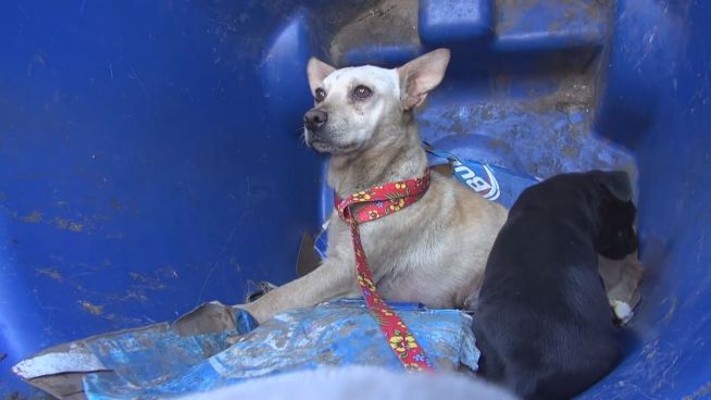 Herzzerreißend: Obdachlose Hunde leben in Mülltonne