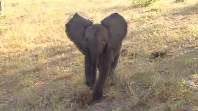 Rührend: Elefanten-Baby wieder mit Herde vereint