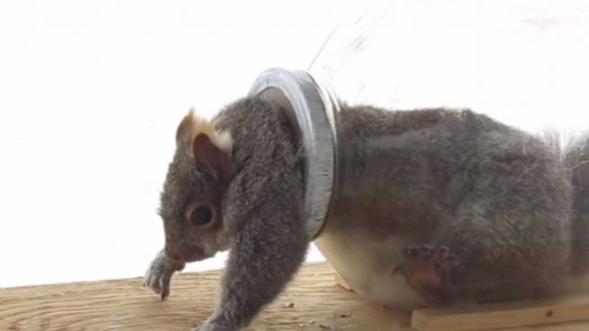 Wie niedlich: Eichhörnchen zwängt sich aus Glasbehälter