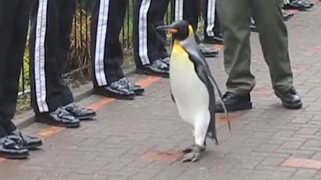 Tierische Ehre: Pinguin wird Brigadegeneral
