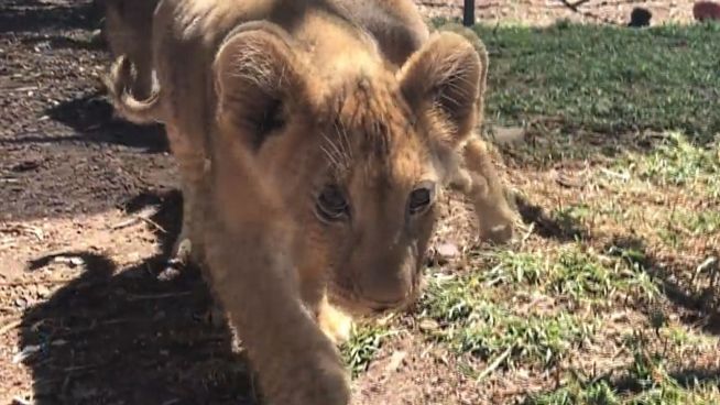 Auf Augenhöhe: Kamera begleitet tapsige Löwenbabys