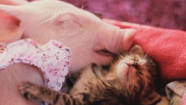Rosa Zärtlichkeit: Ferkel und Kätzchen eng umschlungen