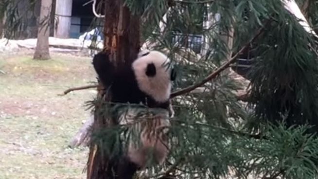 Zum Knuddeln: Panda-Baby versucht Baum zu erklimmen