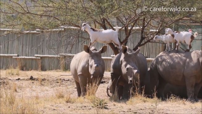 Gechillt: Ziegen turnen auf Nashörnern herum