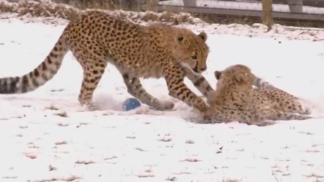 Putzig: Geparden toben erstmals im Schnee
