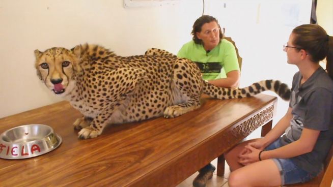 Der Gepard in der Küche: Die schrägsten Haustiere 2016
