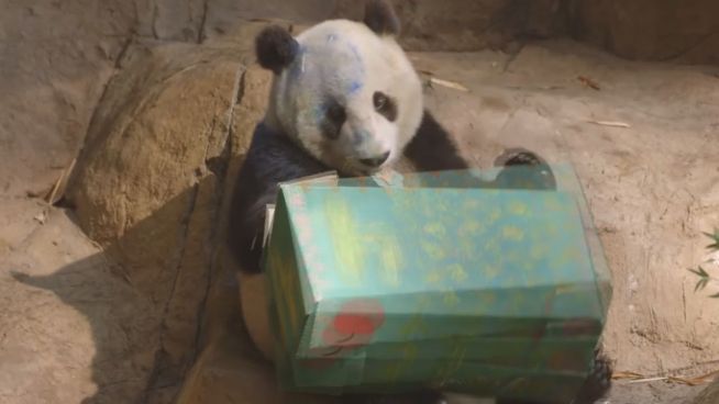 Pandaparty: Xiao feiert mit Erdbeer-Kiwi-Eistorte