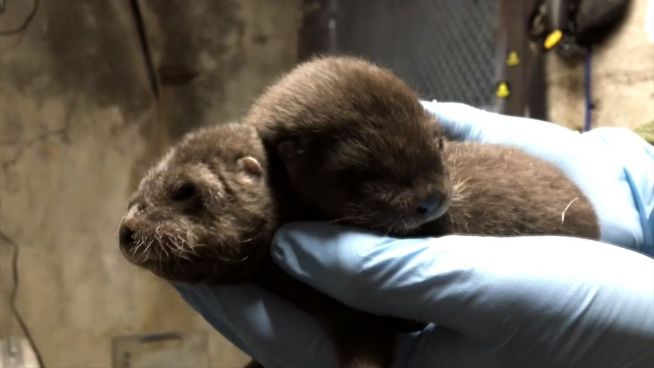 Total niedlich: Otterbabys in Zoo geboren