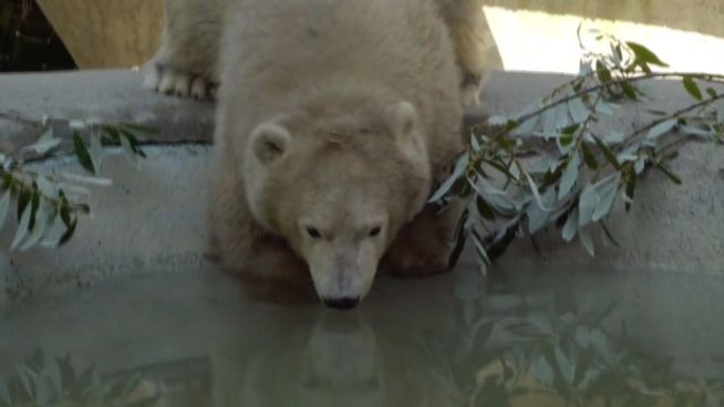 Von wegen Jetlag: Eisbär-Baby liebt sein neues Zuhause