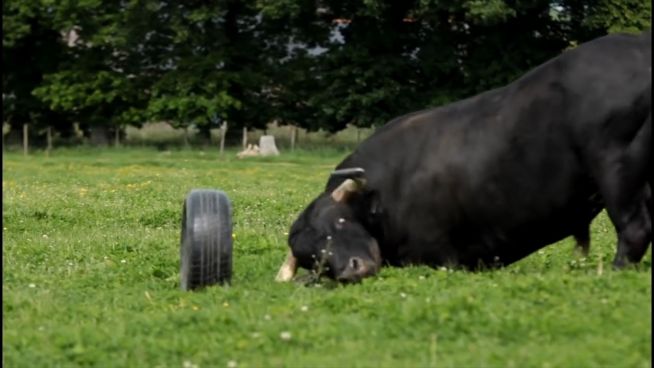 Stier im Anti-Stierkampf: Fadjen, der Reifenballer