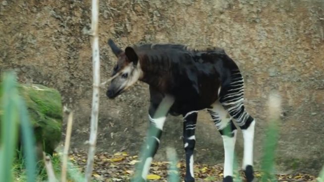 Erfolg für Artenschutz: Neues Okapi-Jungtier in L.A.