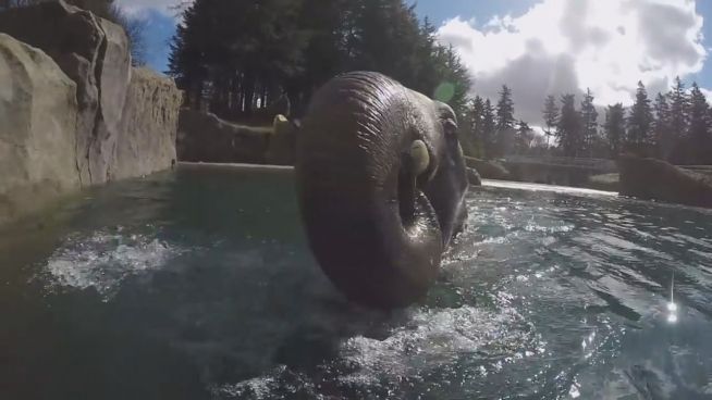 Wasser-Spaß: Zoo-Elefant geht baden