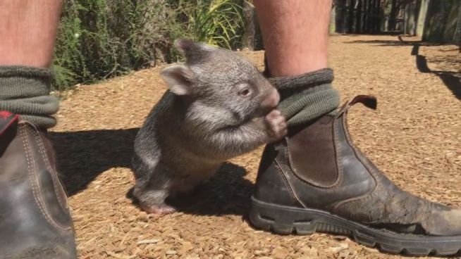 Zuckersüß: Dieses Wombat-Baby ist der Liebling des Zoos
