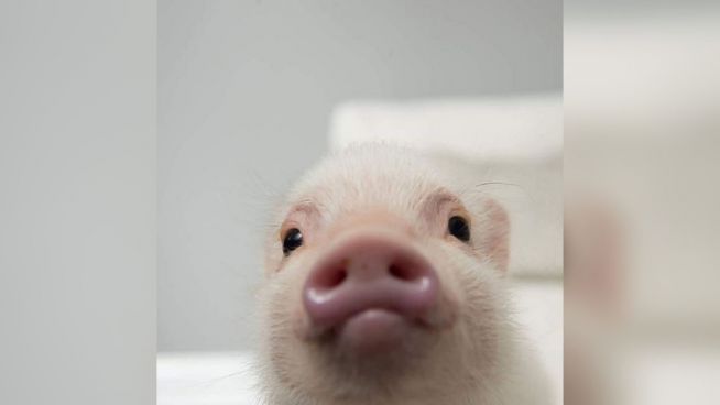 Süßer Glücksbringer: Dem Schwein macht keiner was vor
