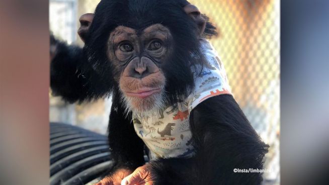 Affenstark: Süßer Schimpanse verzückt das Netz