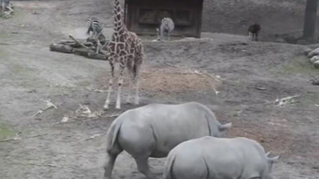 Zoo Kopenhagen: Giraffen auf der Flucht