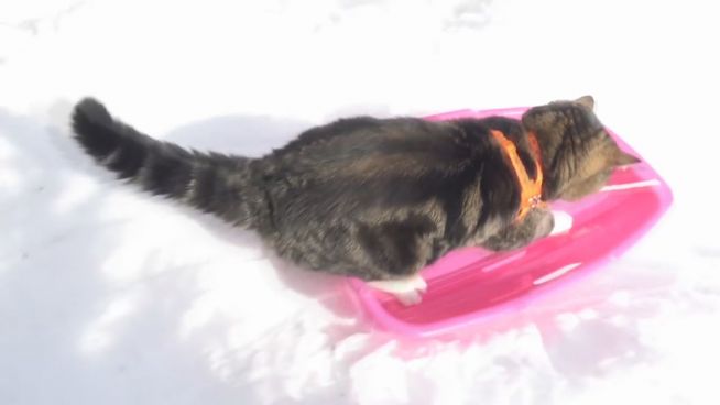 Coole Katze: Mieze lernt Schlitten fahren