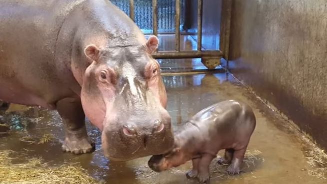 Niedlicher Kraftakt: Baby-Hippo muss zum Tierarzt