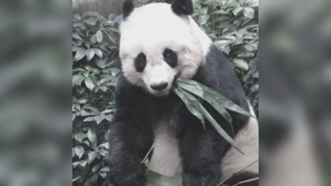 Ältester Panda tot: 38-jährige Bärendame eingeschläfert
